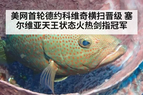 美网首轮德约科维奇横扫晋级 塞尔维亚天王状态火热剑指冠军